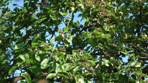85. A bee swarm flies out of the hive and concentrates in a ball on an apple tree. The concept of be