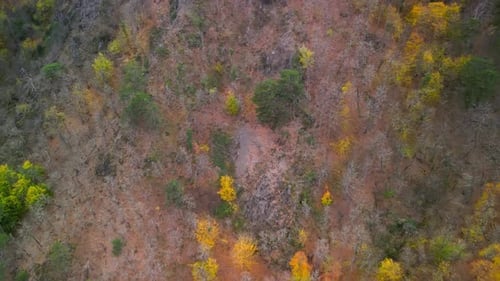 Aerial View Of The Autumn Forest