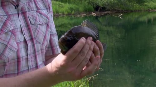 Un homme au bord de l'étang tenant un poisson dans sa main - Gros plan