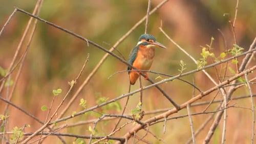 Kingfisher waiting for pray in pond area ...