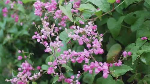 Close Up of Blooming Pink Flowers and Green Leaves