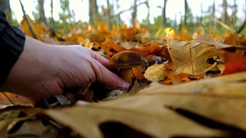 Mushroom Picking in the Forest Selective Focus