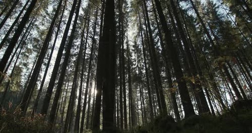 Coniferous Forest in Sunny Summer Day From Below of Tall Pine Trees in Forest with Sun Shining