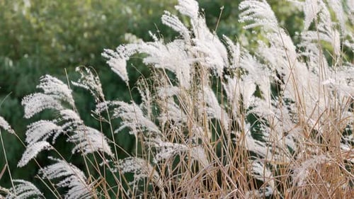 Tall Reed Grass Against Green Trees