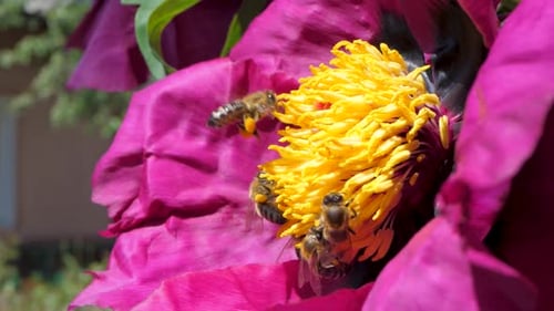 Purple Peony with Golden Center Surrounded By Buzzing Bees Collecting