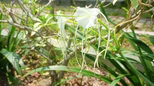 white flowers in the garden during the day.