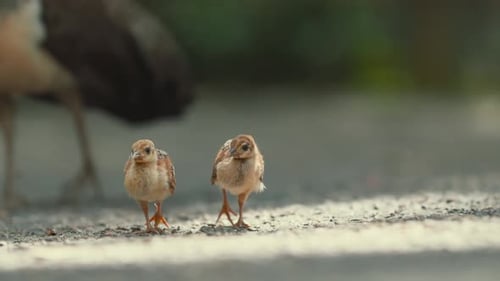 Chicks Foraging on the Ground Near Their Mother in a