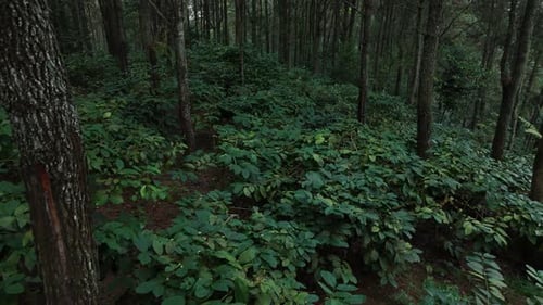 Natürlicher Blick auf grüne Pflanzen im dunklen, geheimnisvollen Wald