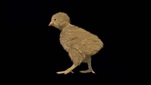 Chick Walk