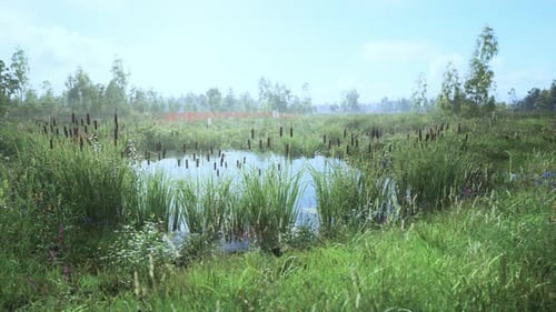 Serene Wetlands During a Sunny Afternoon with Lush Greenery and Still Water