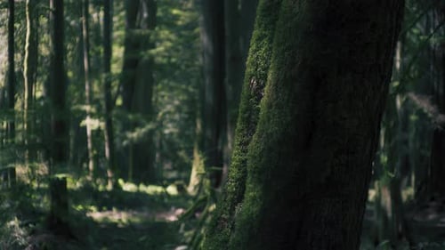 Moss covered old tree trunk in a dense rainforest