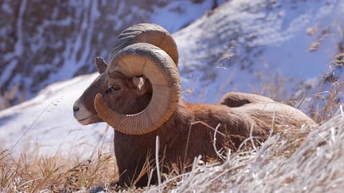 Wild Bighorn Sheep in Badlands National Park