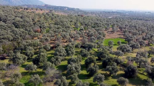 Aerial view of the field with olive trees 4K