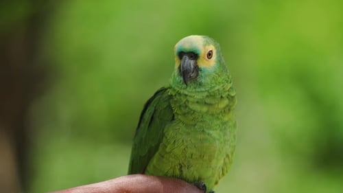 4k footage of a small green, yellow parrot perched on a branch. Exotic colorful parrot, in the tropi