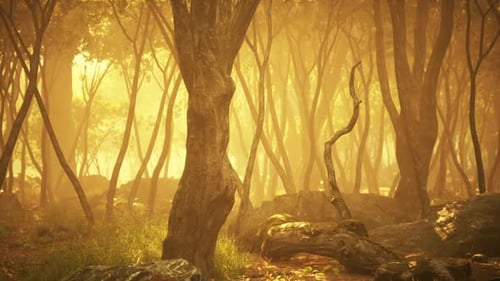 Golden Sunlight Filters Through a Dense Forest During Early Morning Hours