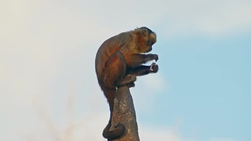 Monkey Eating on a Dead Tree Branch