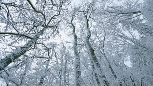 WS LA Forest in winter