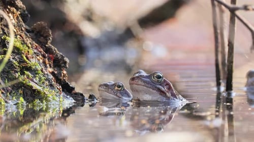 Brown frog (Rana temporaria) close-up in a pond.