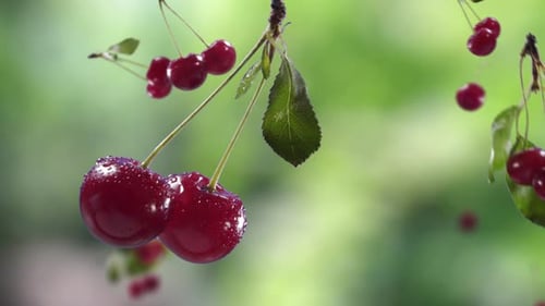 Flying Cherry and Cherries Bunch in Green Garden Orchard Shiny Background