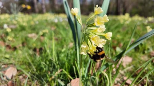 Bumblebee Collecting Nectar From Yellow Spring Flowers