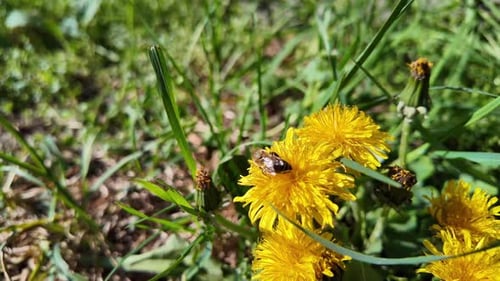 Slow motion of a honeybee collecting pollen from a yellow dandelion flower. Close-up of a honeybee c