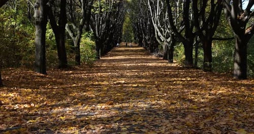 Alley in the autumn park. Dry fallen leaves and trees.
