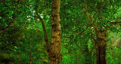 Lush Green Trees Create a Serene Atmosphere in a Vibrant Forest Setting