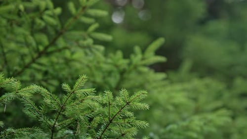 Nahaufnahme der jungen Fichte, Nadelbaum, Baumstämme des Waldes, Hintergrund