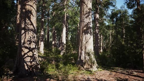 Sequoia Redwood Trees in the Sequoia National Park Forest