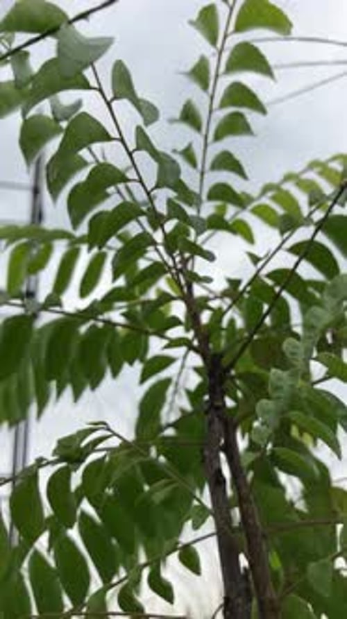 Vertical Ground View: Selective Focus Curry Leaves