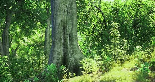 Lush Forest Scene with a Large Tree and Vibrant Undergrowth in Daylight