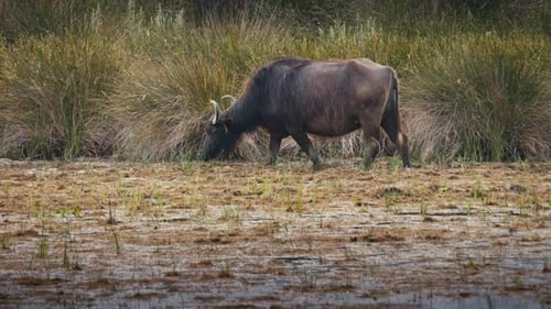 Buffalo 2K