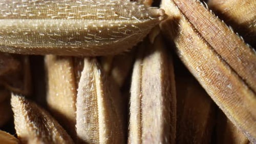Thai Riceberry rice paddy seeds up close in this mesmerizing macro video.