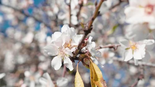 Beautiful Almond White Tree Flower for Spring Season
