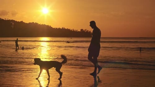 a Man is Walking a Dog on the Beach at Sunset