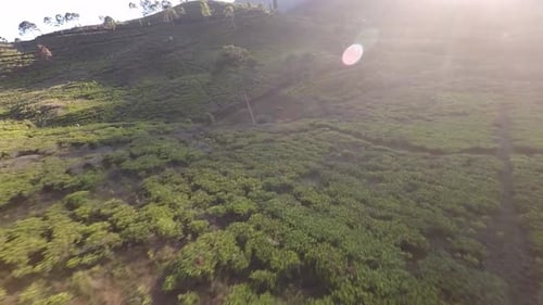 Drone FPV dans les collines de Tea Field Mountain Hills au lever du soleil, lumière du soleil à travers l'objectif, lumière du soleil allumée