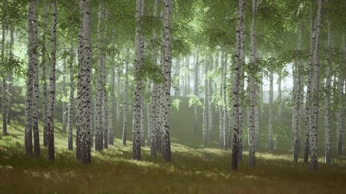 Birch Trees on the Green Grass