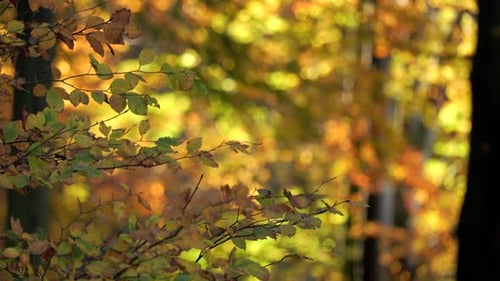 Vue fixe d'un feuillage automnal dense dans la lumière chaude de l'après-midi
