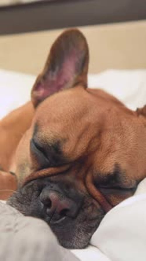 Sleeping Dog on Bed