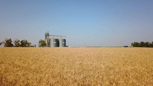 Aerial of Grain Elevator in Front of Wheat Field Quadcopter Drone Camera Flying Towards Flour or Oil