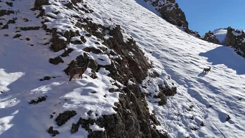 Mountain Goats