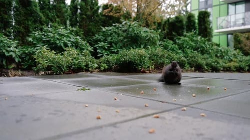 Süßes Eichhörnchen, das Nüsse auf dem Boden im Hinterhof isst