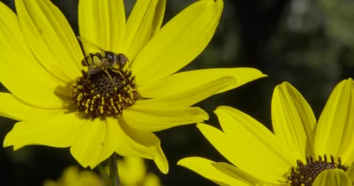 Biene auf einer gelben Blume, eng angeschossen