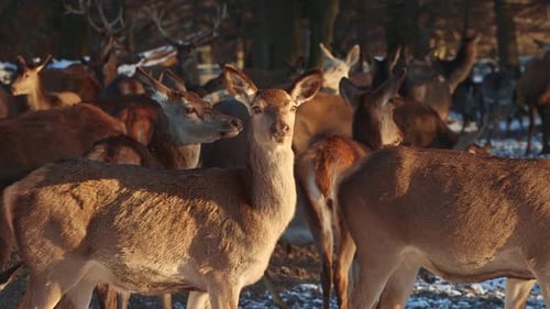 Wild deer large group winter park zoom close up – 4K Ultra HD UHD