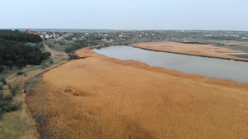 Shooting From Height of Thick Yellow Reeds Near Lake Near Houses and Cottages in Village
