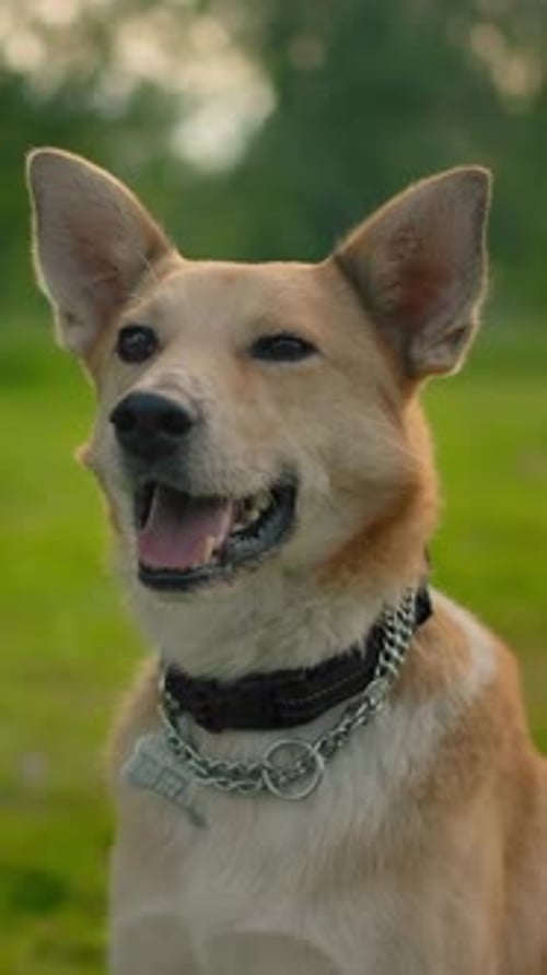 Portrait of a red mongrel dog in a collar in the park.