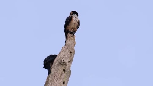 The Black-thighed Falconet is one of the smallest birds of prey found in the forests in some countri