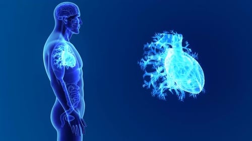 Human heart anatomy displayed with blue medical imaging