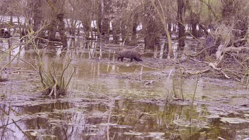 Wild boar (Sus scrofa) walks along the floodplain forest