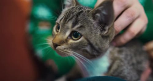 Gros plan caressant un chat gris aux beaux yeux Un animal de compagnie Une belette de personnes Shelter Pet Love for Pets